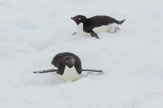 110 Antarctica, Petermann Island, adeliepinguins.jpg